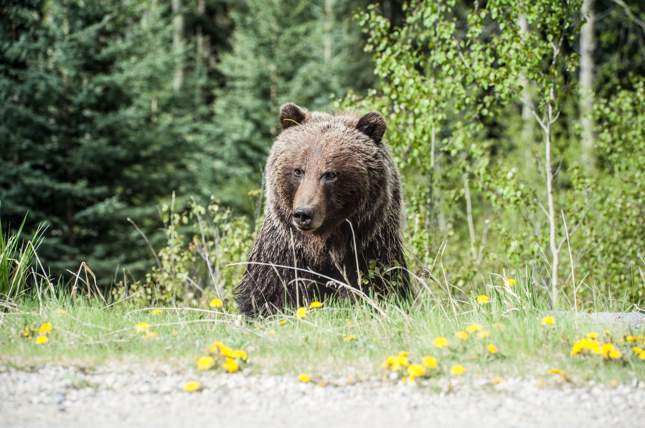 Can you kill a bear with a crossbow?