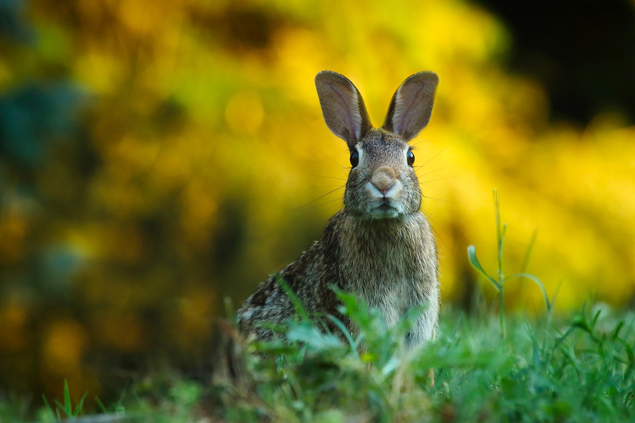 Can You Hunt Rabbits With A Crossbow