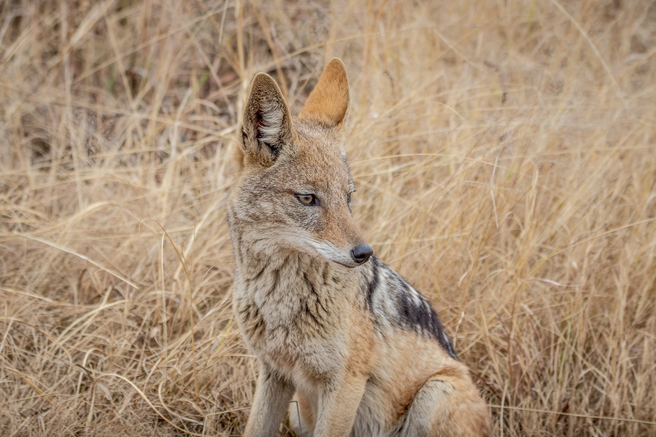 Can You Kill a Coyote with a Crossbow?