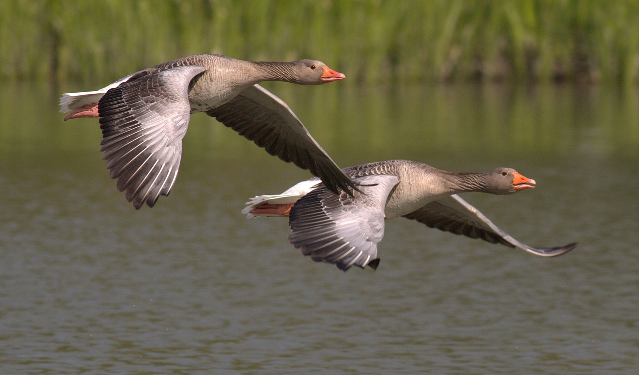 Can You Hunt Geese With A Crossbow?