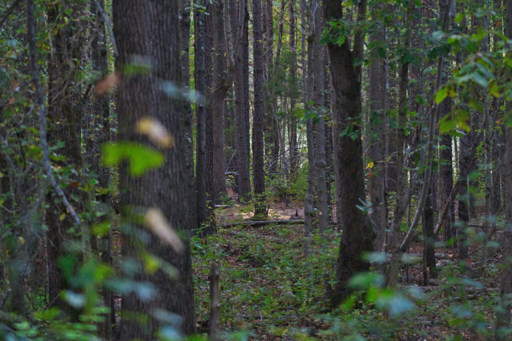Do Crossbows Require A Background Check Archery Heaven