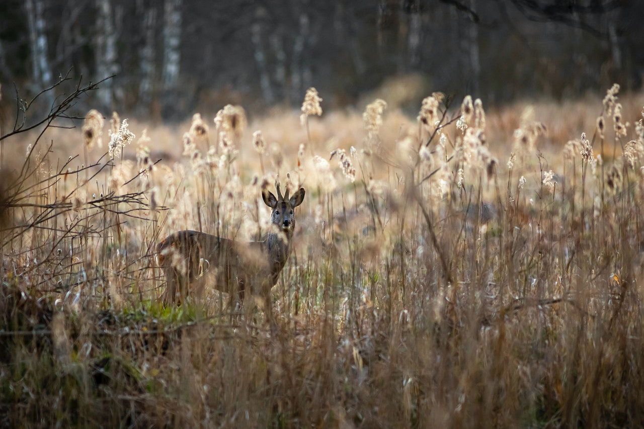 How far can you kill a deer with a recurve bow?