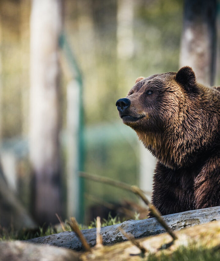 Can a recurve bow kill a bear?