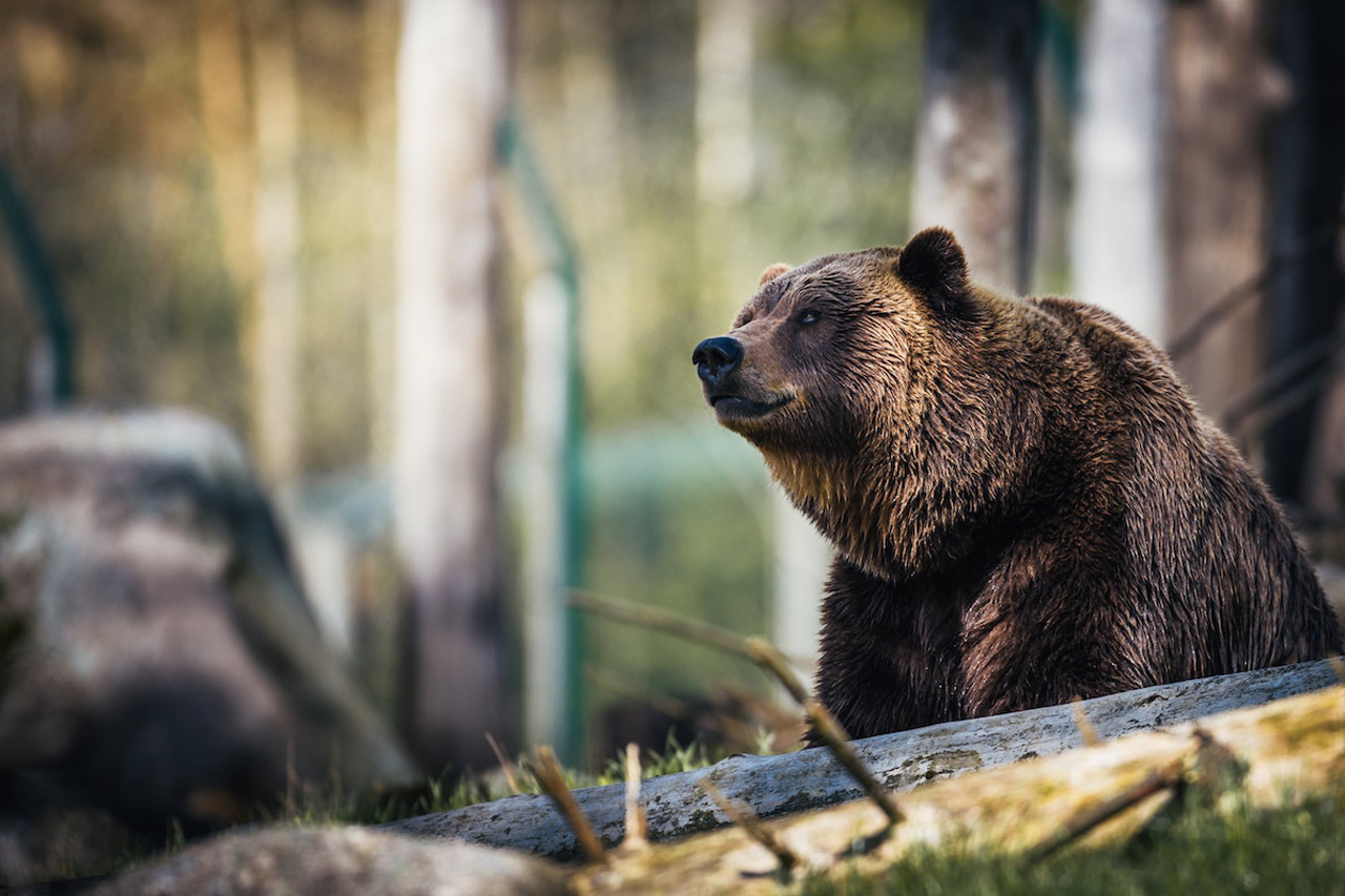 Can a recurve bow kill a bear?