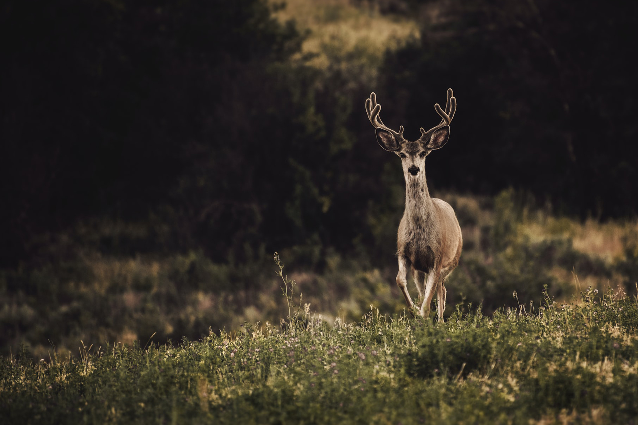 Will a crossbow go through a deer's shoulder?