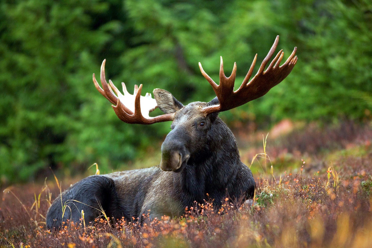 Can you kill a moose with a recurve bow? -