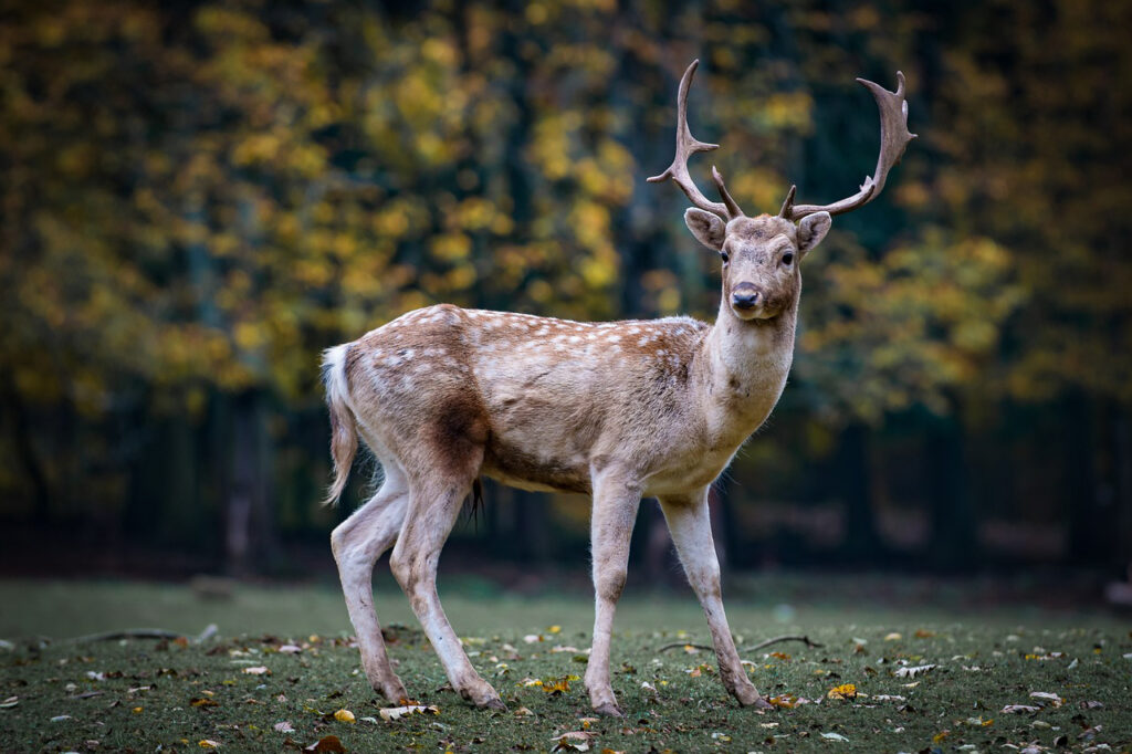 will-a-compound-bow-kill-a-deer-archery-heaven