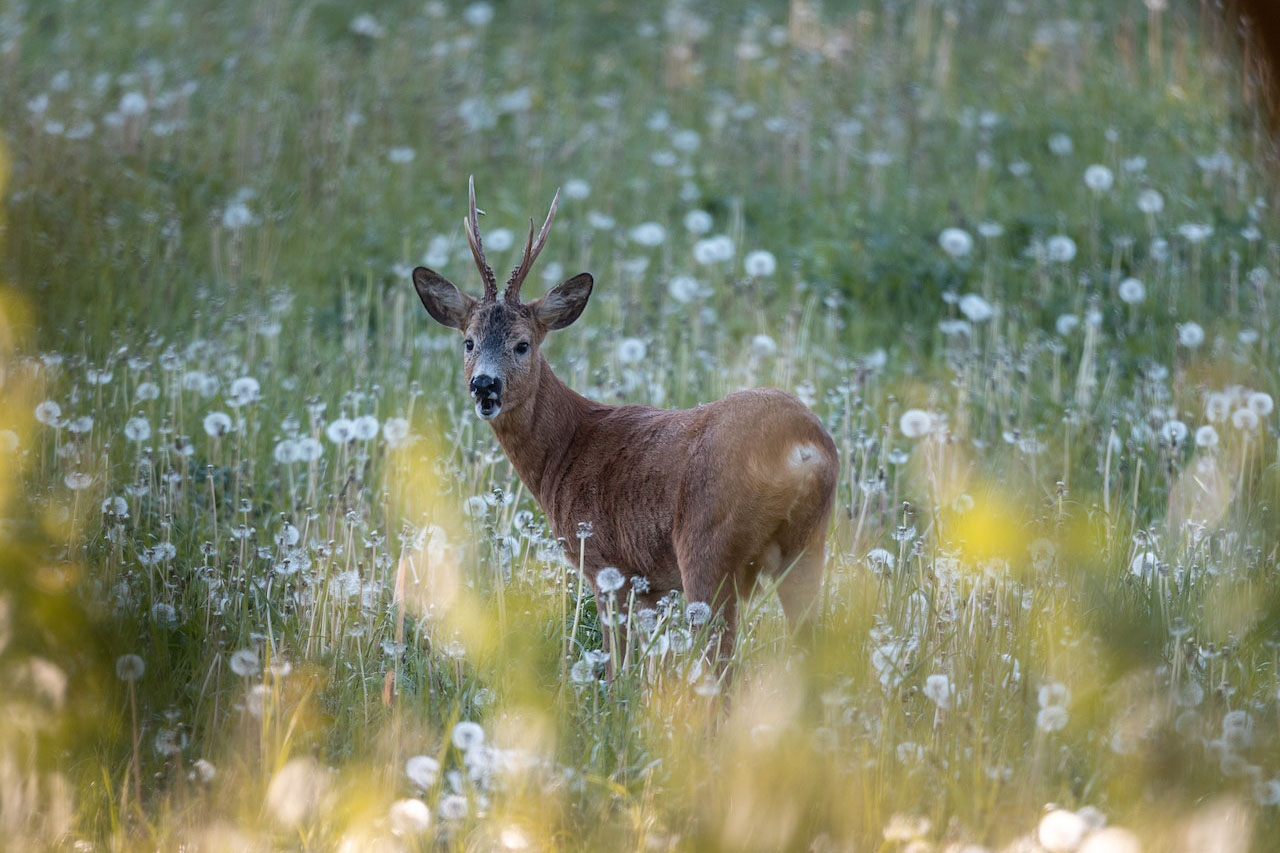 How many FPS crossbows to kill a deer?