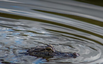 Bowhunting Alligators - How, Why, and Where to Hunt?