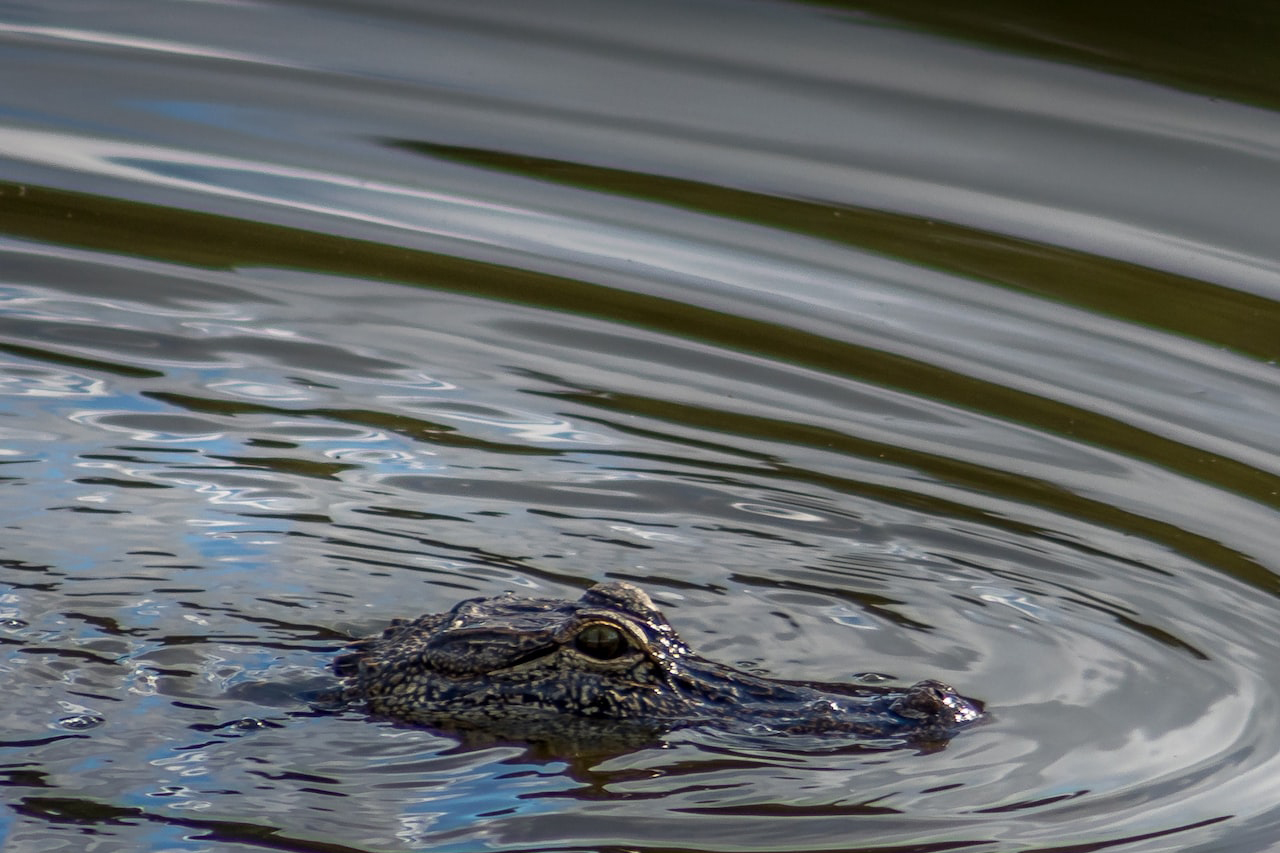 Bowhunting Alligators - How, Why, and Where to Hunt?